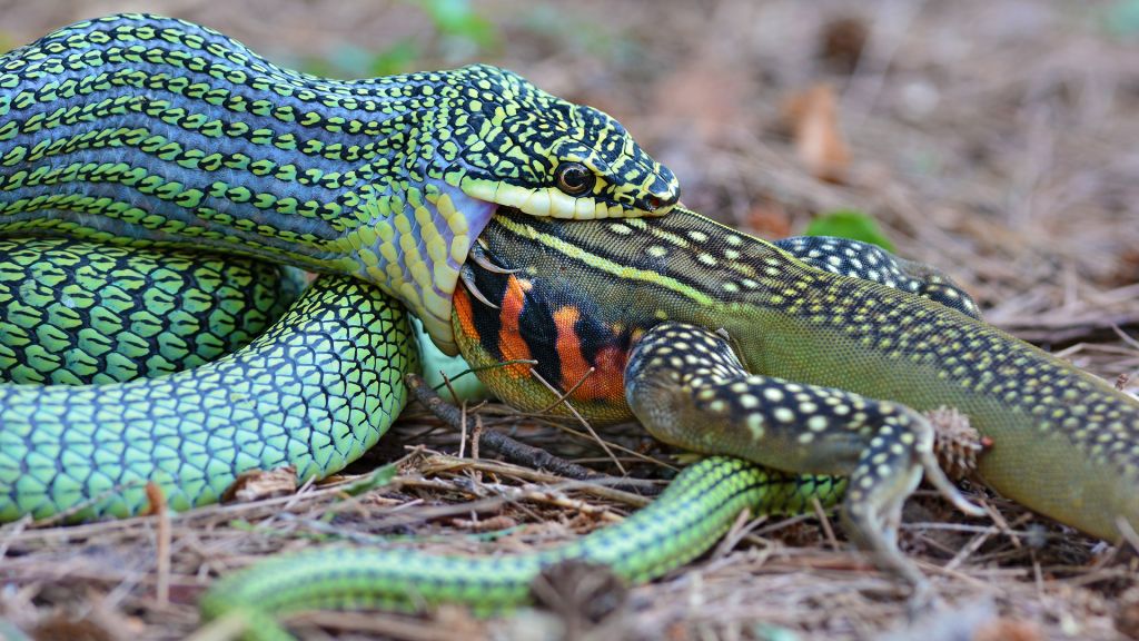 How do snakes digest big animals? [LiveScience]