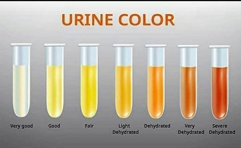 Why does your urine change colour? [Xcom]