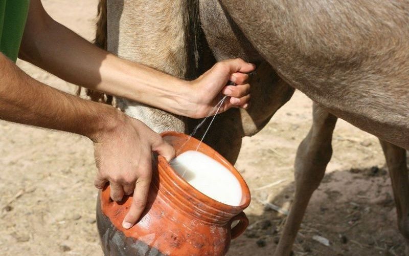 Exotic animal milk people drink [DairyNews]