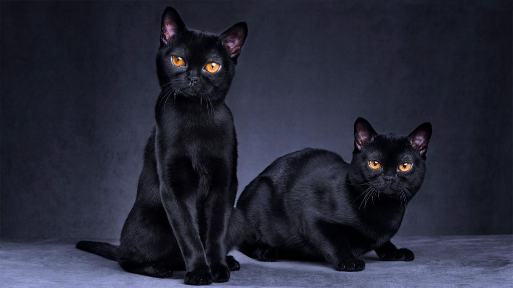 Why are black cats considered bad luck? [HowStuffWorks]