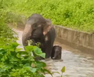 Herd stays guard as calf, mother elephant fall into canal; rescued