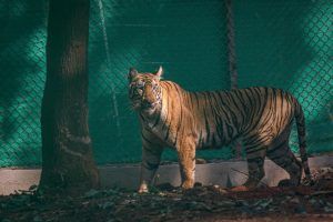 Tigress Zeenat taken to Kolkata zoo