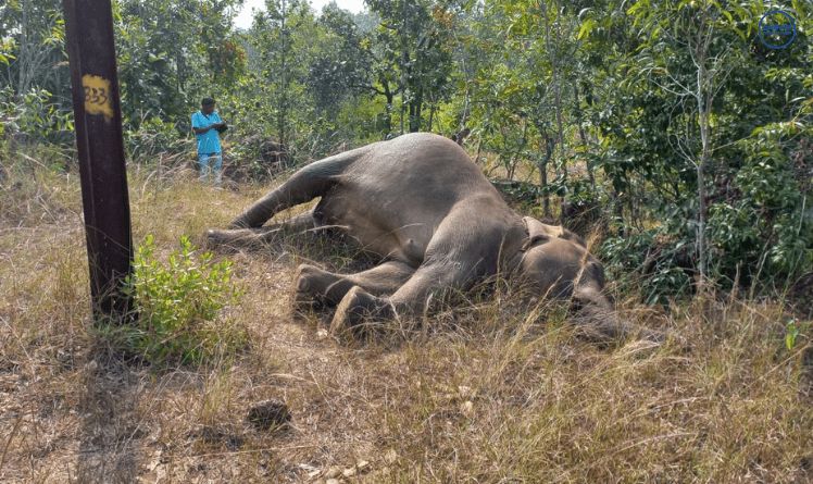 Jumbo Deaths in Odisha