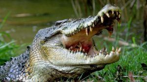 Crocodile attack