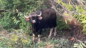 Odisha: 659 Indian Bison enumerated in Debrigarh Wildlife Sanctuary