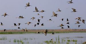 Birds in Chilika