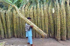 Sugarcane