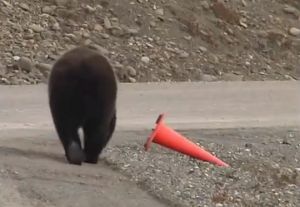 Bear on a mission: What it did with traffic cone will shock you! Watch