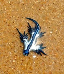 Blue dragons swarm Puri coast