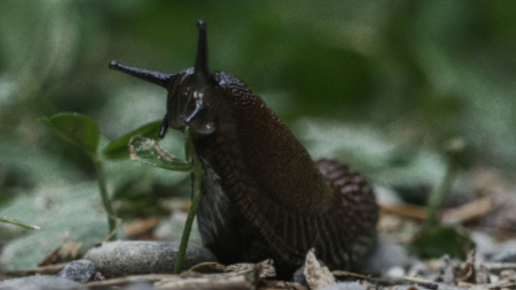 Lots of slugs have internal shells. 