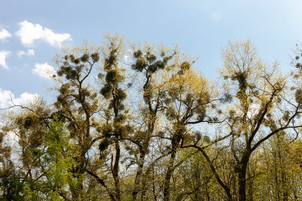 Nest-like clumps in a tree