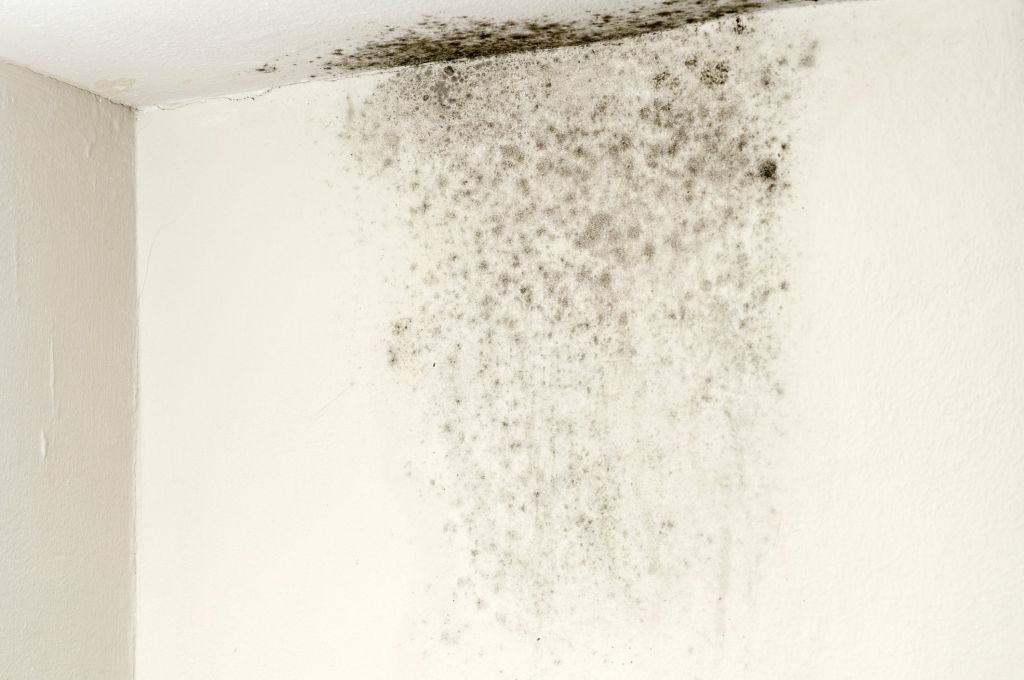 Black mould on ceiling