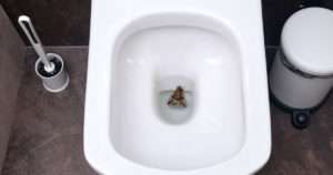 Moth in the toilet