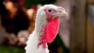 Turkey pardoned