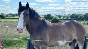 Hovis in the field