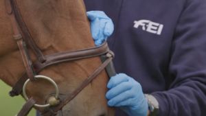 The FEI's noseband tightness gauge in use.