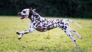 Stunning Dalmatian head shot