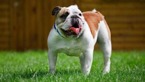 Bulldog standing on grass