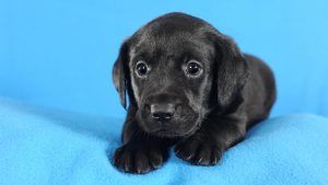 Black labrador retriever puppy