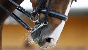 double bridle ban Denmark