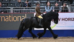 How to buy a Dales pony with Anna Pennell from the Nipna Stud