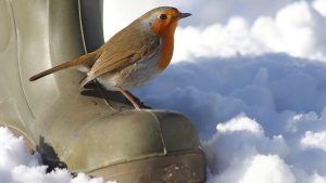 Robin sitting on a pair of the best insulated wellington boots