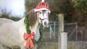 Horse Christmas carol