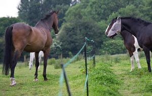 A field divided by electric fencing