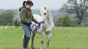 Woman catching muddy grey pony in the field: bringing show horse back into work