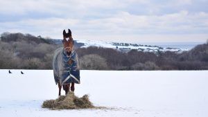 Horse wearing heavyweight turnout rug in the snow