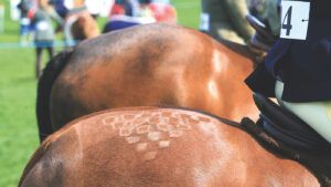 Preparing show horse for the ring consists of many weeks of work before the competition