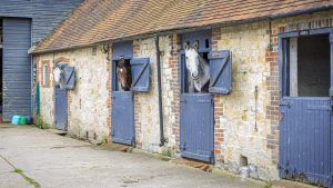 Clever horses: new research finds horses cleverer than some previously believed.