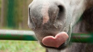 Horse with heart-shaped tongue