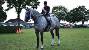 2024 RIHS supreme ridden Irish Draught championship