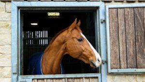 Holly Woodhead’s former top horse DHI Lupison (Luke) at home.