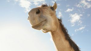 Smiling, relaxed horse and receiving instant calmer