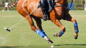 cloned polo ponies