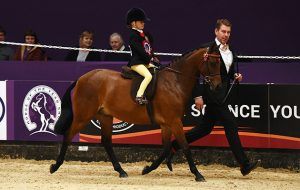 Cate Kerr riding WYTCHWOOD LOVE POTION owned by Lisa kerr, during the Supreme Pony of The Year during the Sunday night of HOYS in the NEC in Warwickshire in the UK on 9th October 2016