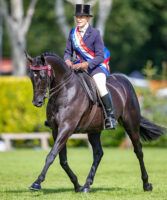 Boston Black Tie, a stunning example of a champion show hack.