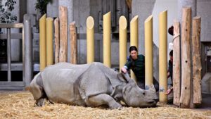 A zookeeper and equine behaviourist have highlighted how cooperative care training techniques used on rhinos could be used to train horses.