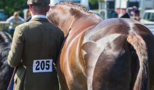 How to get involved in showing – Quarter marks on a horse: final countdown to show day