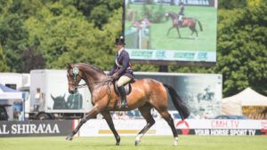 A retrained racehorse winning a showing championship at hickstaed