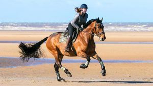 How to buy an all-rounder horse Horses for sale: Horse Rider on Beach. 21 year old Courtney Monks rides her beloved 7 year old Cleveland Bay 'Cedric' through the sea waters along the golden shores of Southport Beach in Merseyside