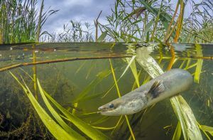 european eel