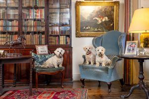 A trio of Lucas terriers