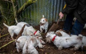 ratting with Sealyham terriers