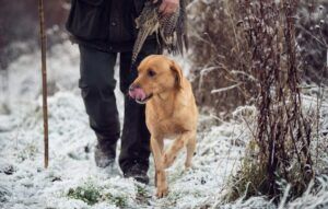 golden labrador in the snow