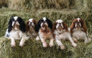 Cavalier King Charles spaniels