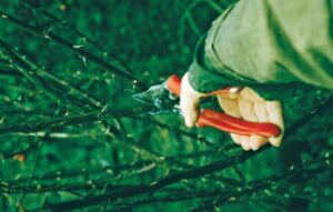 winter pruning for brash pile