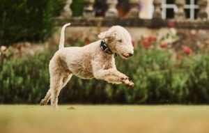 Bedlington terrier playing